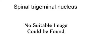 Spinal Trigeminal Nucleus