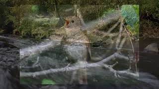 Masteran Nightingale Sikatan Londo Plus Suara Air