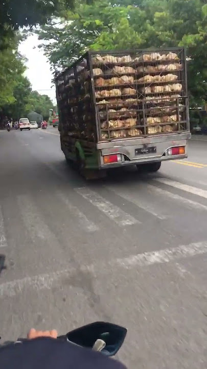 Truk pengangkut ayam  😎