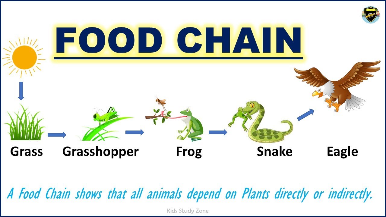 a short speech on food chain