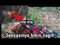 BEKIKUK 🐓 Waktu yg tepat berburu ayam hutan merah jawa