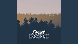 Forest Wander