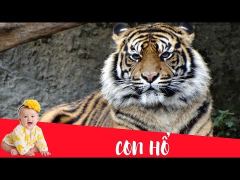 Video Dạy bé học nói con vật tiếng Việt | Con hổ | Dạy trẻ... - YouTube
