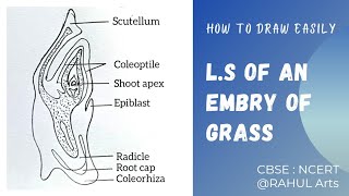 L.S. of an embryo of grass | How to Draw Easily Embryo of Grass Class12 @RAHULArts_Biology
