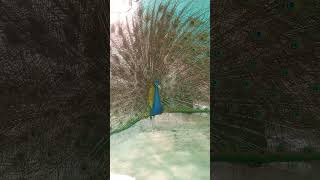 Amaizing Beautifull Pea The Pea Has Spread Its Wings.