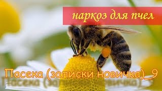 Наркоз для пчел (усыпляем пчел при помощи аммиачной селитры)