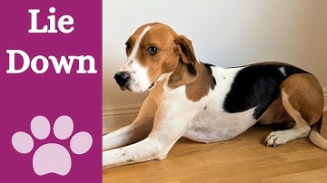 How to teach your dog to lie down on command [4 quick steps]