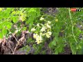 Mourongues. Faunes et flores de la Réunion