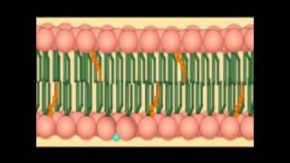 A membrana plasmatica - biologia celular