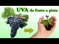 UVA fai nascere una piantina dal seme a costo zero, grapers, uvas, raisins