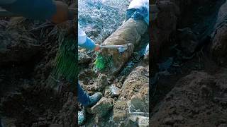 Natural Celery Preservation Techniques