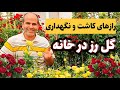 نکات طلایی و رازهای نگهداری و کاشت گل رز در خانه یا محل کار Flowers گلفروشی نکات طلایی و رازهای نگهداری و کاشت گل رز در خانه یا محل کار Flowers گلفروشی