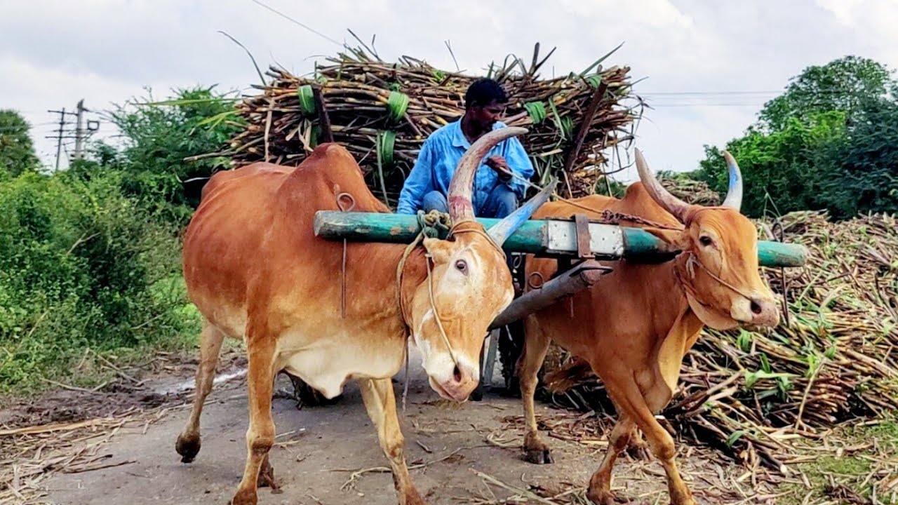 New Young Bullock Cart Heavy Load Riding ,// Buffalo Video
