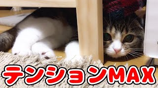 深夜にテンションMAXになる子猫【スコティッシュフォールド】【Scottish Fold】