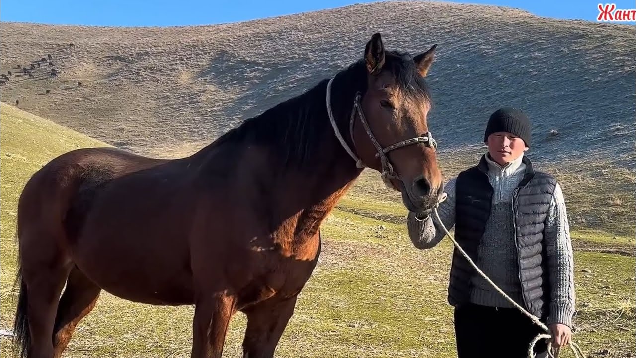 Бег жылдыз Ноокенде Таанымал Аргымак 6 марта 2026 г.