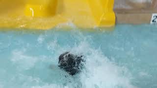 Logan slips and falls down the slide, in style