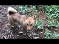 北海道犬と舞茸採り!大きい山をひと回り