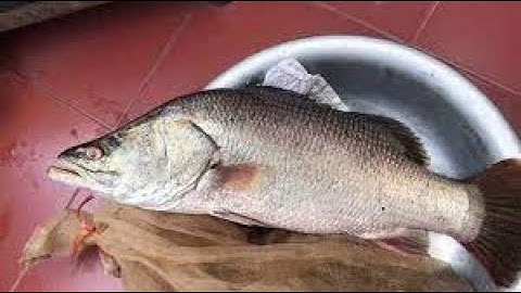 Nguyên nhân và cách khắc phục cá vược trên lưng có màu đỏ rồi loang dưới chân, mất chất nhầy