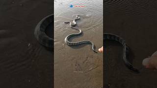 Omg! Most Vanomous Snake Life Saved 😱