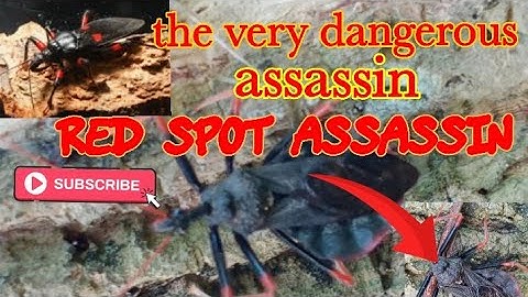 The most dangerous assassin Red spot assassin bug