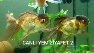 Red Cap Oranda Dfish Japon Baliği Canli Yem Ziyafeti 2
