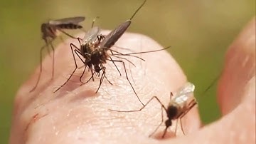 How to Protect Yourself From West Nile Virus