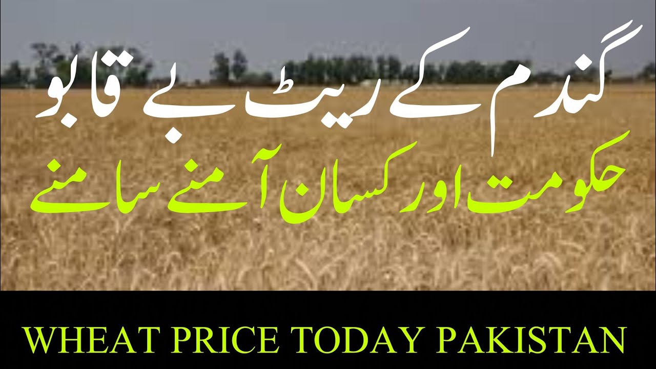 Today wheat price in Punjab // Wheat rate 2025 //2026 - YouTube