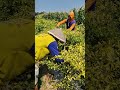 Smart farmers harvest chilies with super abundant yields-Agriculture farming #shorts