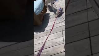 Piglet Mastering Stairs at Only 5 Weeks Old | SATX Pet Pigs