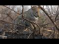 The rare and the royal - SafariLIVE Sunrise - 24 June 2026
