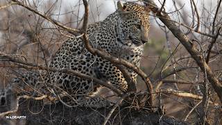 The rare and the royal - SafariLIVE Sunrise - 24 June 2026
