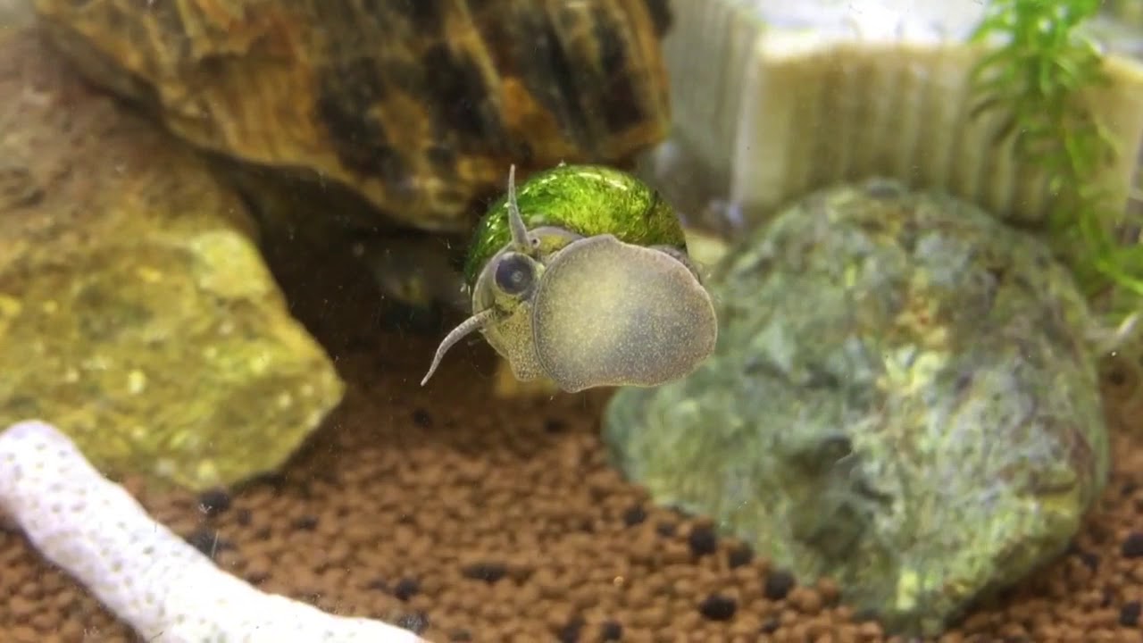 水槽 タニシ どこから