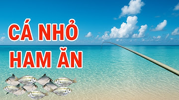 Câu Cá Biển Gần Bờ Cá Nhỏ Nhỏ Mà Ham Ăn , Câu Ghềnh, Câu Cá Biển Tự Nhiên
