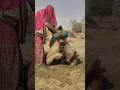 فتاة بدوية شجاعة تحاول إخراج جر ة ماء عالقة في ذيل الجمل بطريقة ذكية في الصحراء فتاة بدوية شجاعة تحاول إخراج جر ة ماء عالقة في ذيل الجمل بطريقة ذكية في الصحراء