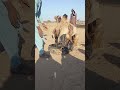 سحب الق ربة من بين ساق ي الجمل