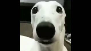 dog with chattering teeth