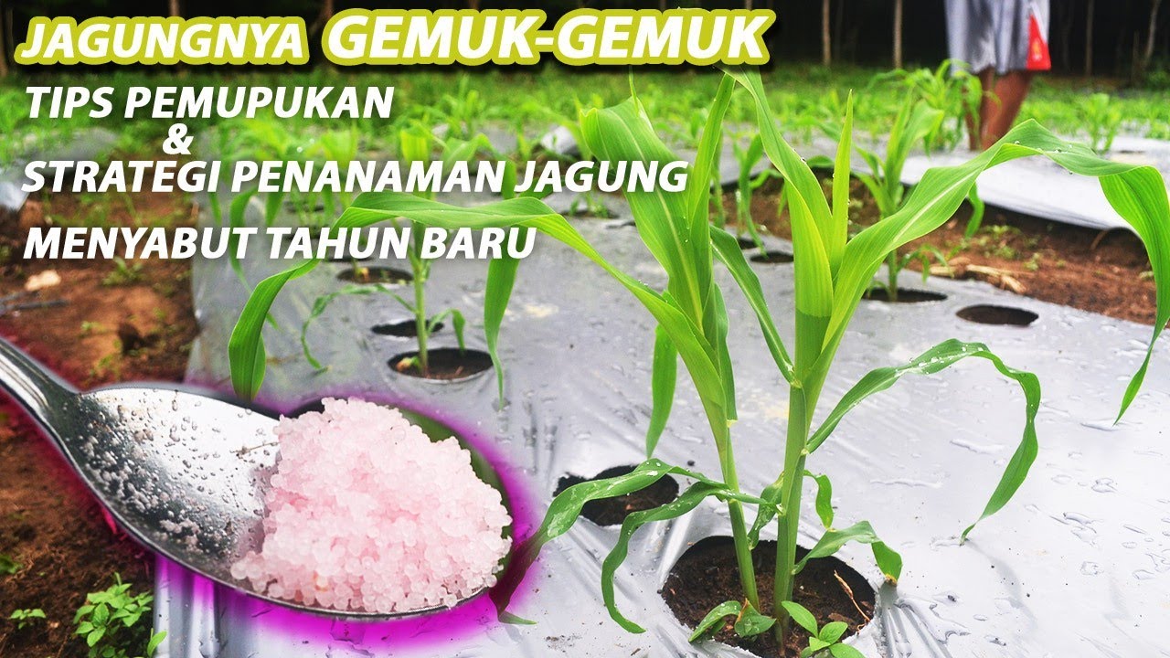 cara-pempupukan-jagung-manis-how-to-fertilize-corn-youtube