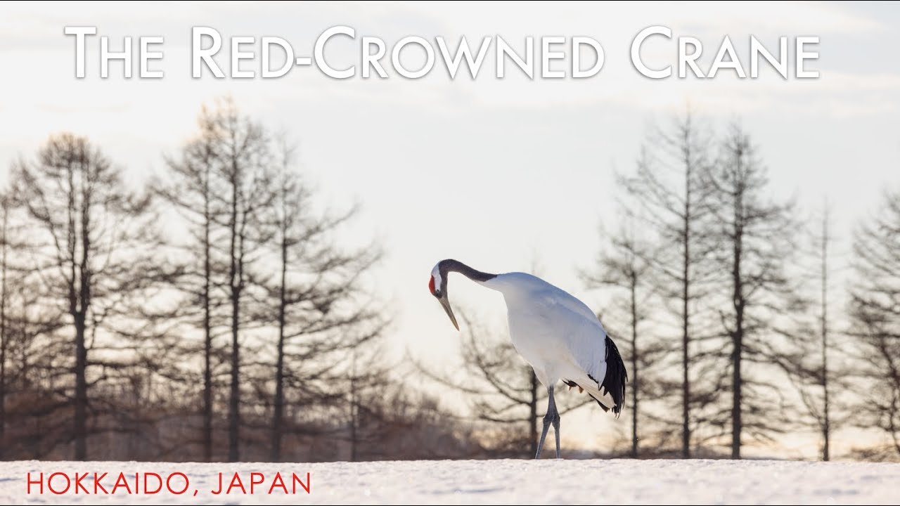 陳維滄 攝影集 鶴采 Kaleidoscope of Cranes dancing-cranes-ap
