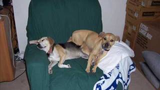 My Dogs 2