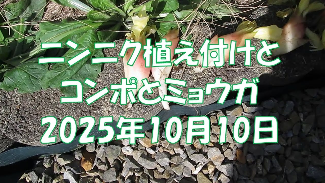 037 ニンニク植え付けとコンポとミョウガ2025年10月10日
