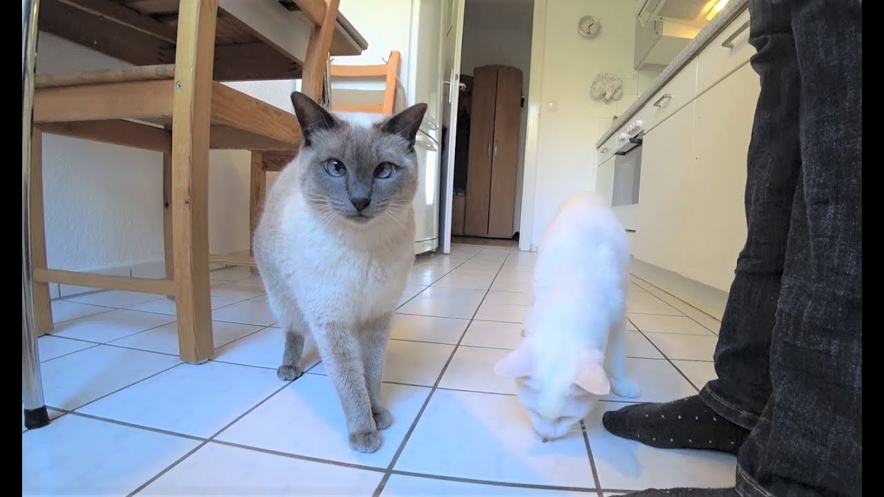 Wie Gewöhnt Man Einer Katze Das Beißen Ab Anleitung: Wie man einer Katze ihren Namen & das zuverlässige Kommen