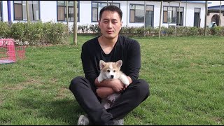 小柯基简直就是小天使跑起来像小兔子\Little Corgi is absolutely an angel looks like a little bunny when he is running