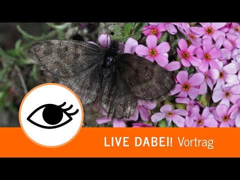 Video: Schmetterling: Beschreibung, Taxonomie, Lebensraum, Foto, Inh alt