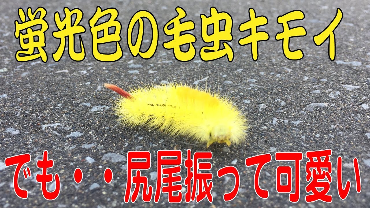 蛍光色の毛虫発見 キモイけど尻尾振って可愛いぜ Caterpillar Youtube