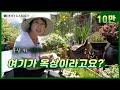 [정원의 발견] 옥상 정원 식물박사 Roof Garden Plant Expert  | KBS제주 20200807 방송