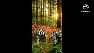 Download Lagu Ya Hayu Ya Qoyum#The power of Zikr#shorts MP3 Download Lagu Ya Hayu Ya Qoyum#The power of Zikr#shorts MP3