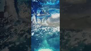 Up Close with a Southern Right Whale’s Massive Blowhole! 🐋💨 #shorts