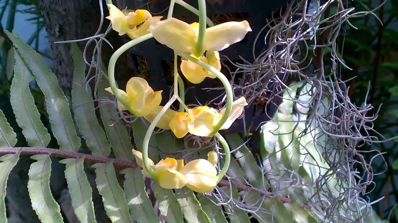 Цветение орхидеи Гонгора Галеата, обзор /Gongora Galeata Orchid. 