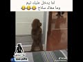 لما يبش عليك تيم وما معاك سلاح 