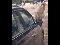 قرد طالعلو الدم  mp3